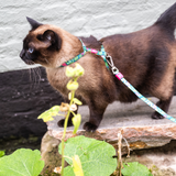 Katzen Geschirr/Leinen Set - Tropical