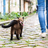 Katzen Geschirr/Leinen Set - Donuts