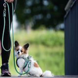 Rope Leash - MATRIX 2.0 Turquoise