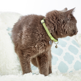 Smart ID Katzen Halsband - Kiwi