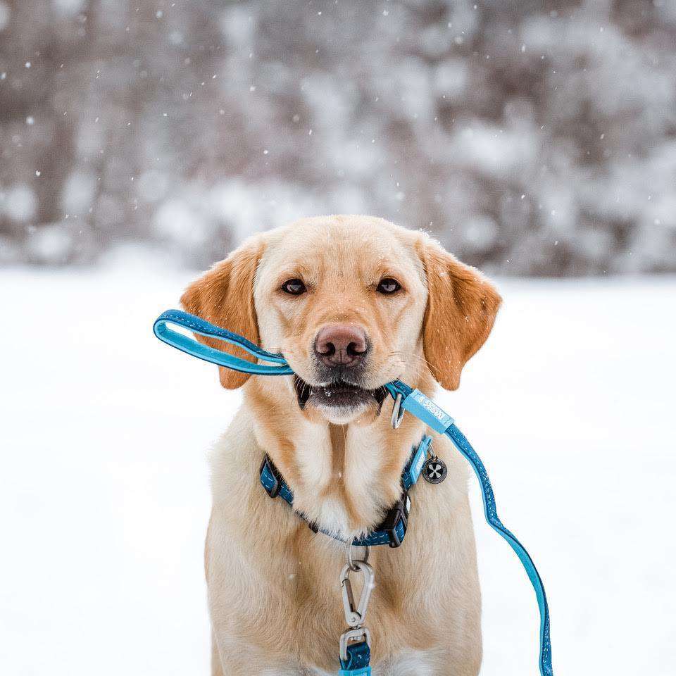 Multi Function Leash - Matrix Sky Blue – Max & Molly Urban Pets